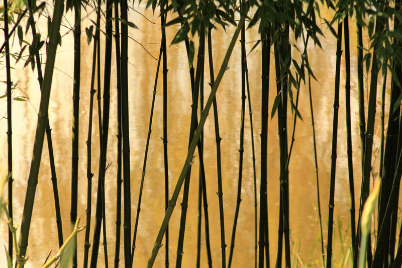 Bamboo forest.